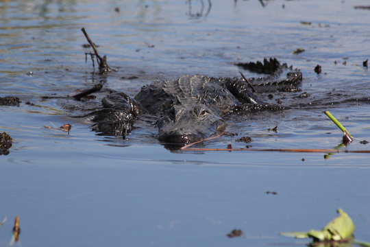 Florida, Everglades: Alligator engaging!