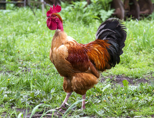 red cock with a bare neck.  rooster on grass