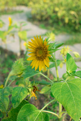Sunflower under the sunlight for nature concept.