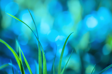 The grass is blue in dew in the dark forest . Fantasy picture  art, abstract photo.
