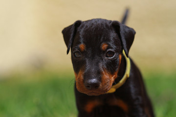 Manchester Terrier