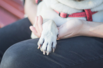 close up picture of pug pow in womans hand 