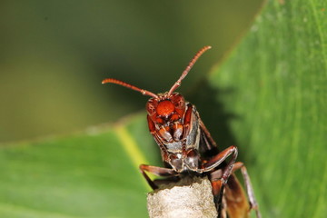 wasp