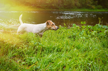Dog Jack Russell Terrier on the river bank. The hunting dog sensed prey.