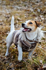 Dog Jack Russell Terrier in coat looking up. A dog with a smile