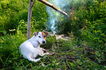 Dog Jack Russell Terrier lies by the fire. Dog on vacation on a hike