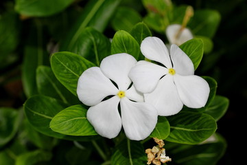 white flowers