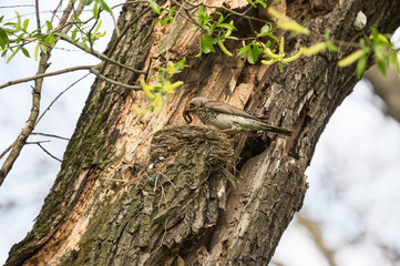 Fieldfare and nest with chicks