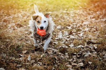 Dog Jack Russell Terrier runs through the park with a toy in his teeth
