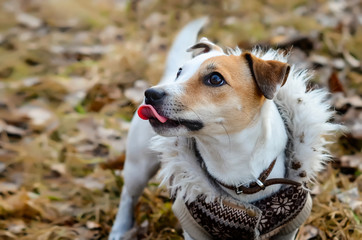 Dog Jack Russell Terrier in coat looking up. Funny dog with his tongue hanging out