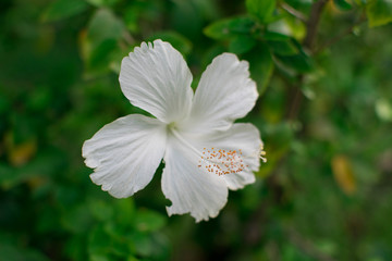Beautiful of Hibicus for nature concept.