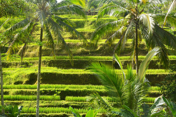 Rice field terrace landscape in Bali, Indonesia.