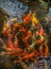 Obraz na płótnie Canvas Colorful fancy carp fish, koi fish..