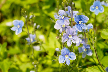 tiny letters macro blue flowers