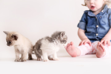 Cute toddle girl plays with baby kittens