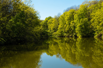 Lake in green forest