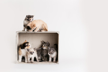 Litter of colorful kittens play in and around a wooden crate