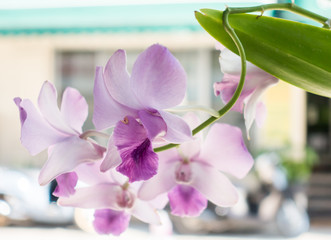 Fototapeta na wymiar Beautiful orchid flower