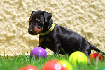 Manchester Terrier