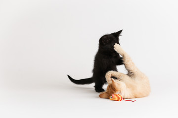 Kittens wrestle each other and play with a cat toy