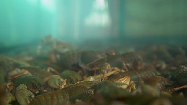 Live crayfish crawling along the aquarium, shot close-up Hd video