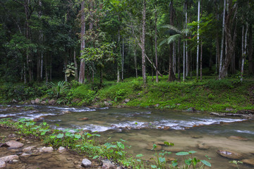 Evergreen jungle forest after rain.