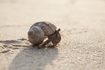 close up; Hermit crab on tropical beach