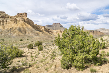 Fototapeta na wymiar desert landscape of Book Cliffs in eastern Utah