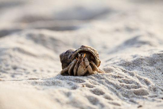 close up; Hermit crab on tropical beach