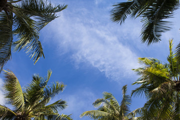Fototapeta na wymiar Palm trees against blue sky Palm trees at tropical