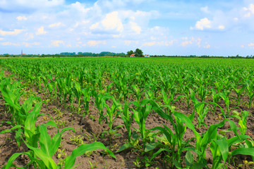 Cornfield with Clouds on Bright Summer Day