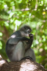 Fototapeta premium The dusky leaf monkey, spectacled langur, or spectacled leaf monkey (Trachypithecus obscurus)