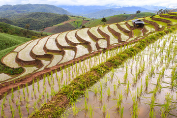 Fototapeta premium Green Terraced Rice Field in Pa Pong Pieng , Mae Chaem, Chiang Mai, Thailand