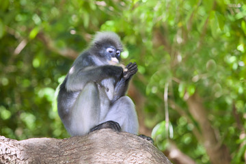 The dusky leaf monkey, spectacled langur, or spectacled leaf monkey (Trachypithecus obscurus)
