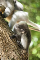 The dusky leaf monkey, spectacled langur, or spectacled leaf monkey (Trachypithecus obscurus)