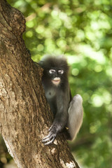 The dusky leaf monkey, spectacled langur, or spectacled leaf monkey (Trachypithecus obscurus)