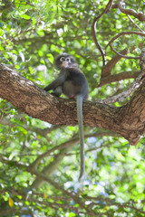 The dusky leaf monkey, spectacled langur, or spectacled leaf monkey (Trachypithecus obscurus)