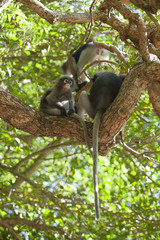 The dusky leaf monkey, spectacled langur, or spectacled leaf monkey (Trachypithecus obscurus)