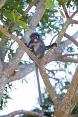 The dusky leaf monkey, spectacled langur, or spectacled leaf monkey (Trachypithecus obscurus)