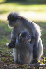 The dusky leaf monkey, spectacled langur, or spectacled leaf monkey (Trachypithecus obscurus)