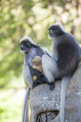 Obraz premium The dusky leaf monkey, spectacled langur, or spectacled leaf monkey (Trachypithecus obscurus)