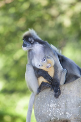The dusky leaf monkey, spectacled langur, or spectacled leaf monkey (Trachypithecus obscurus)