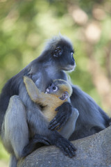 The dusky leaf monkey, spectacled langur, or spectacled leaf monkey (Trachypithecus obscurus)