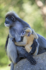 The dusky leaf monkey, spectacled langur, or spectacled leaf monkey (Trachypithecus obscurus)