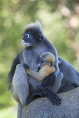 The dusky leaf monkey, spectacled langur, or spectacled leaf monkey (Trachypithecus obscurus)