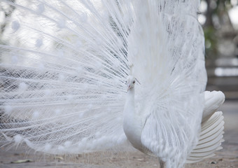 white peacock shows its tail (feather)