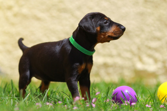 Manchester Terrier