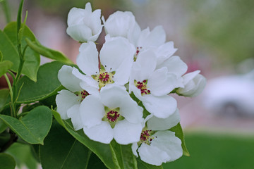 Blossoming of a pear