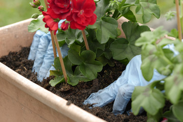 woman potting geranium flowers
