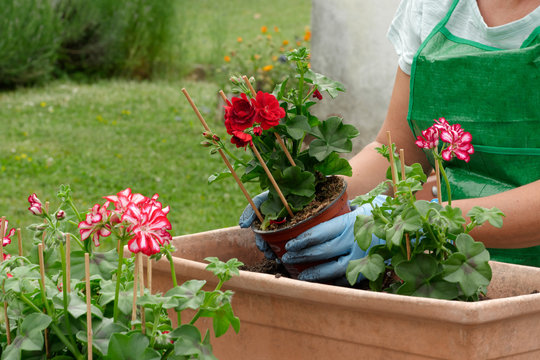 Woman Potting Geranium Flowers